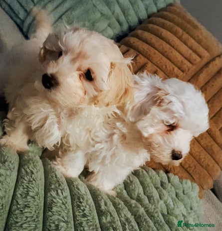 Maltipoo dogs F1 HEALTH TESTED QUALITY TOY MALTIPOO PUPPIES - Advert 3
