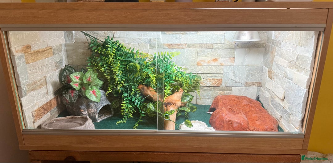 Leopard Gecko reptiles for sale: Leopard Gecko - Image 3