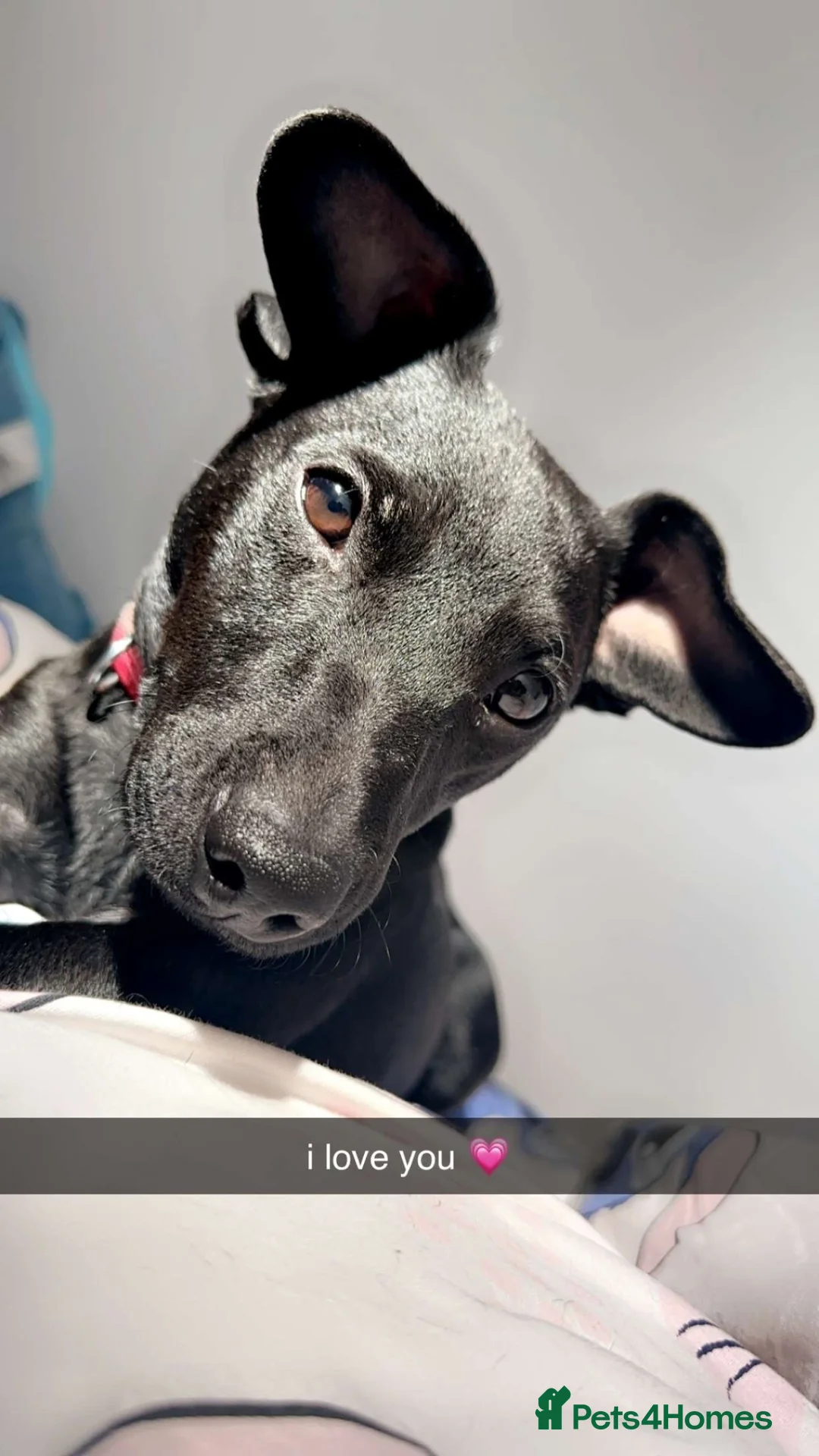 Patterdale Terrier dogs for adoption: Black Patterdale Terrior 3-YO in Colne - Advert 6