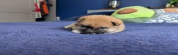 Japanese Shiba Inu dogs for sale: Lovely Shiba Inu Puppies, Ready for home late Aug in Corby - Advert 6