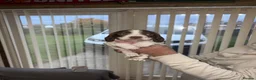 Mixed Breed dogs for sale: Sprocker pups in Doncaster - Advert 11