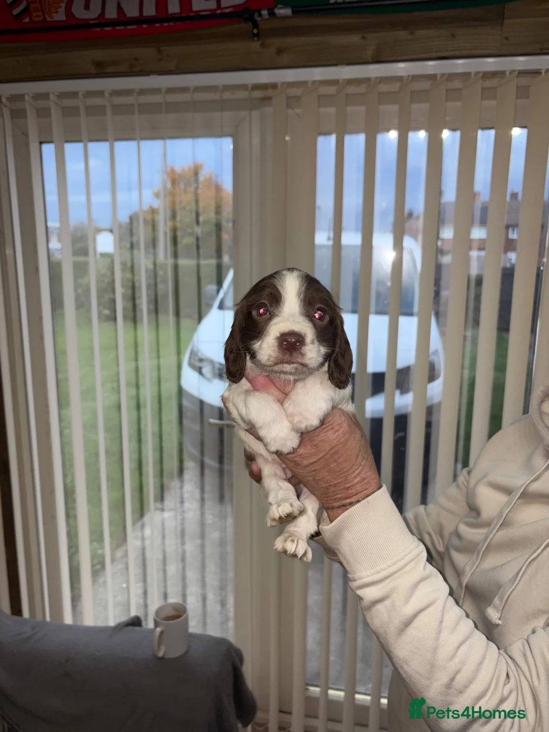 Mixed Breed dogs for sale: Sprocker pups in Doncaster - Advert 11
