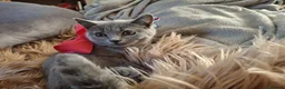 British Shorthair cats for sale: 2 lovely British shorthair kitten left  - Advert 4