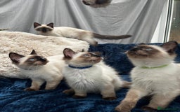 Ragdoll cats for sale: 4 Gorgeous Ragdoll Kittens **Ready to go now** - Image 2