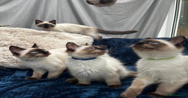 Ragdoll cats - Advert 13