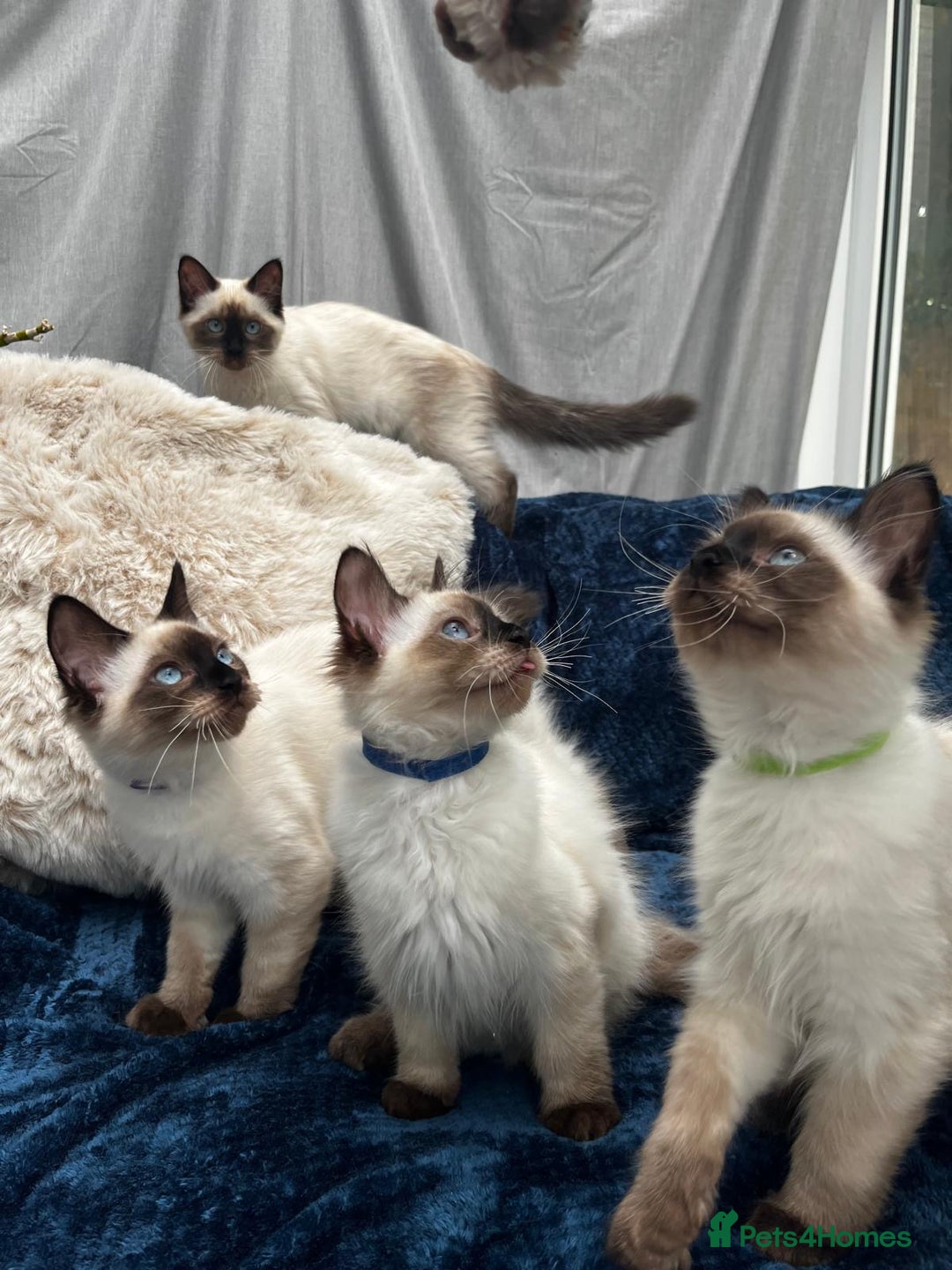 Ragdoll cats for sale: 4 Gorgeous Ragdoll Kittens **Ready to go now** - Image 2