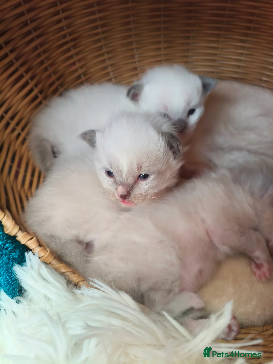 Ragdoll cats for sale: 3 Ragdoll Kittens for sale  - Advert 7
