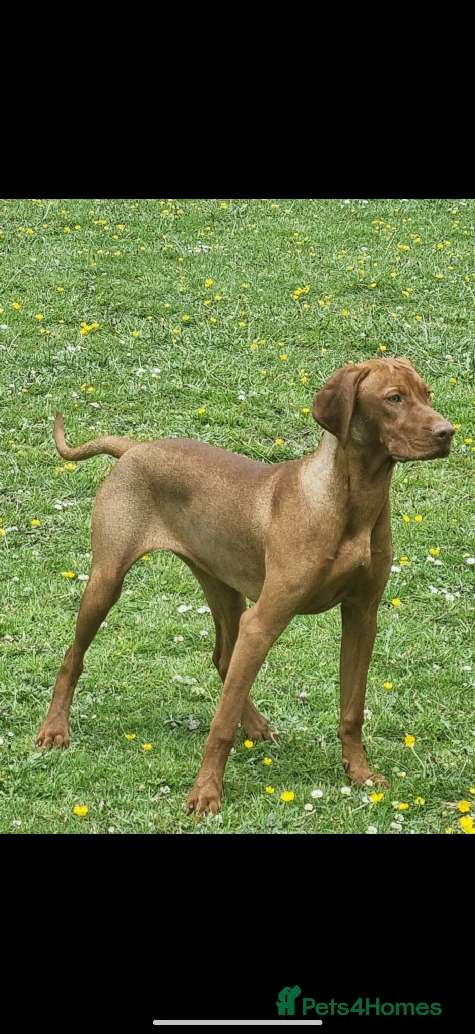Hungarian Vizsla dogs Part Trained Daisy’s 2nd litter Hungarian vizsla - Advert 1