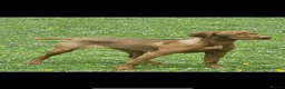 Hungarian Vizsla dogs for sale: Part Trained Daisy’s 2nd litter Hungarian vizsla - Advert 1