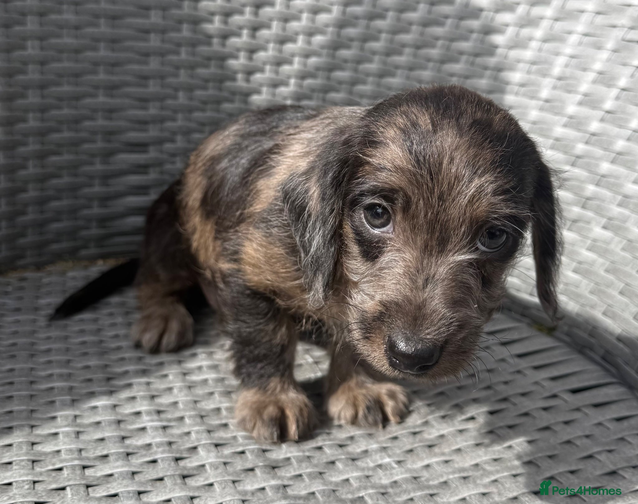 Mixed Breed dogs Stunning quality Daxipoo pups   - Advert 1