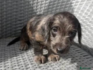 Mixed Breed dogs Stunning quality Daxipoo pups - Advert 17