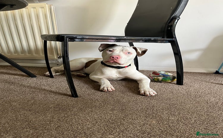 Staffordshire Bull Terrier dogs - Advert 1