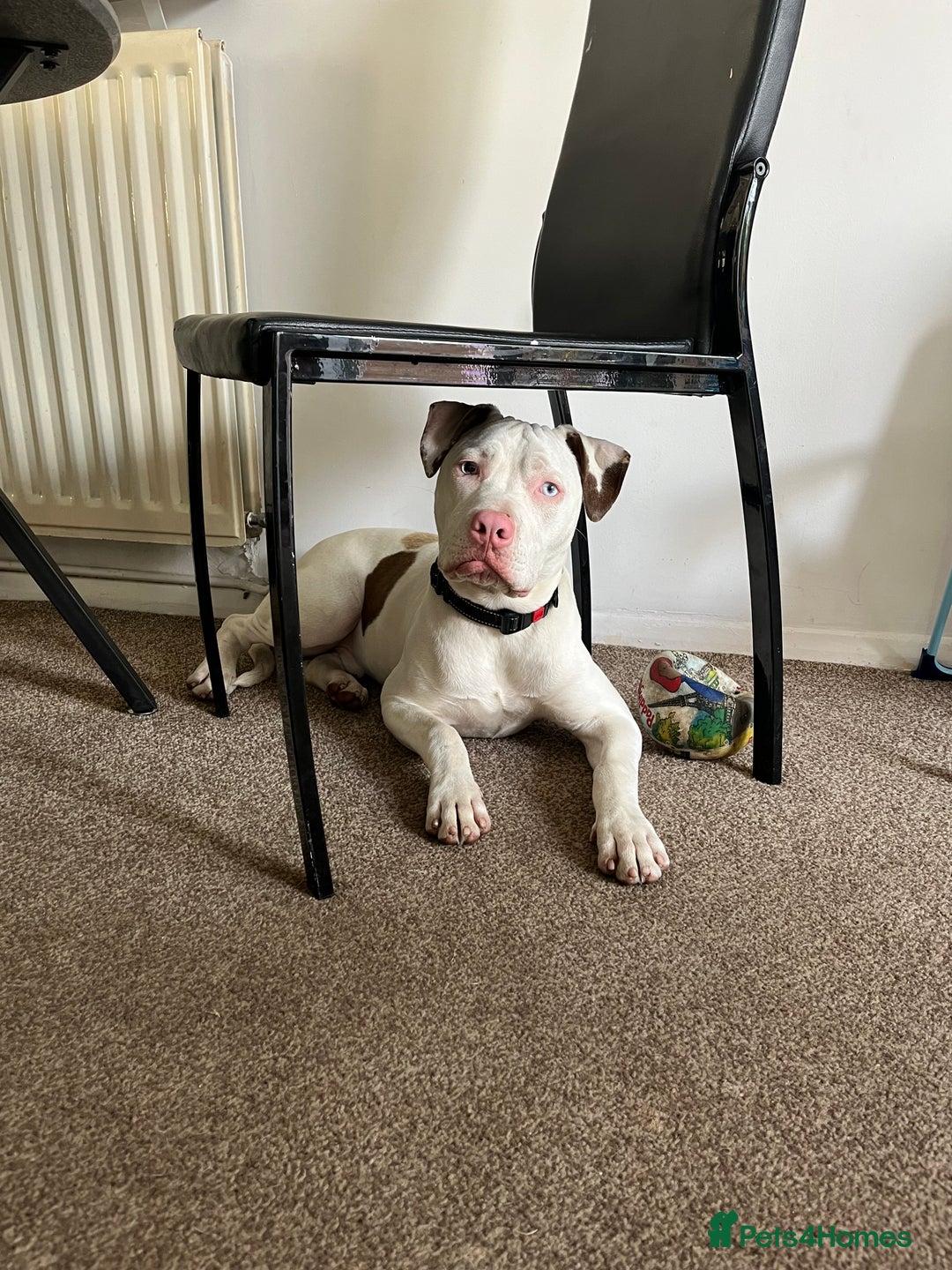 Staffordshire Bull Terrier dogs for sale: 9 month old puppy  - Image 1