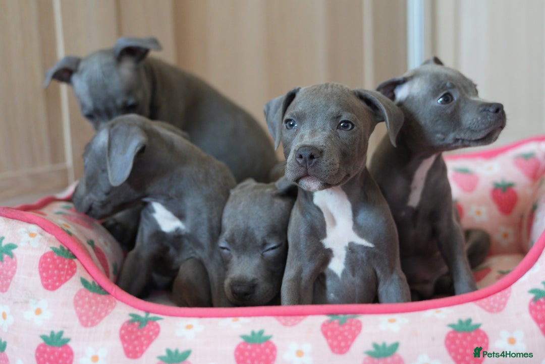 Staffordshire Bull Terrier dogs for sale: 🧸 Adorable Staffy puppies 🧸 - Image 16