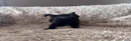 Mixed Breed cats for sale: Mix breed kittens - Advert 5
