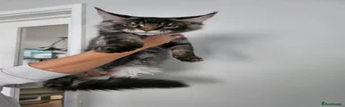 Maine Coon 3