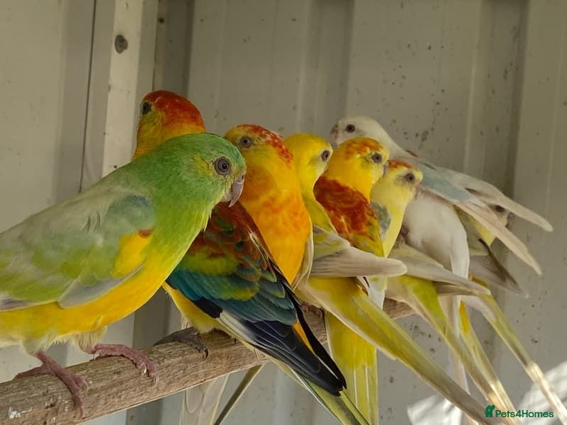 Parrots birds Quality tamed Red Rump Parrots for sale - Advert 1