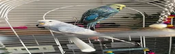 Budgerigars birds for sale: 2 budgies free to a good home  - Advert 3