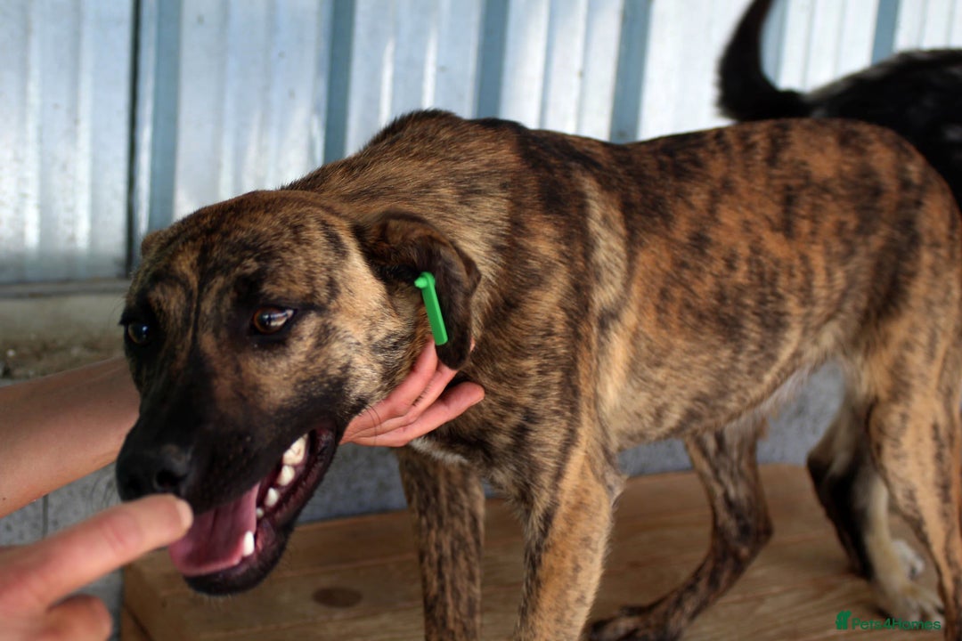 Mixed Breed dogs for adoption: Brindle, approx 7 months. Available for adoption. - Image 5