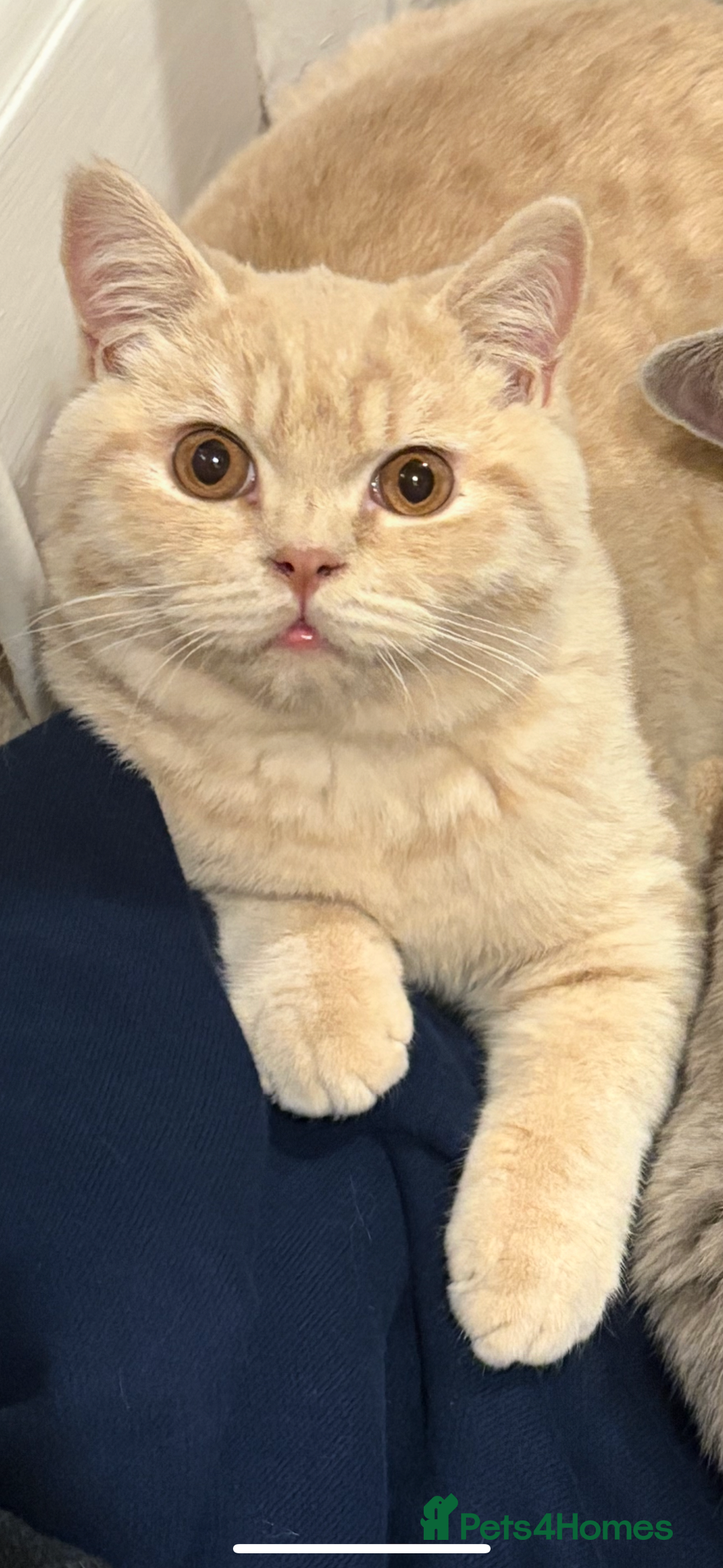 British Shorthair cats for sale: Registered British Shorthair Kittens ❤️  - Advert 12