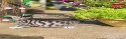Mixed Breed cats for sale: Bengal mix  - Advert 8