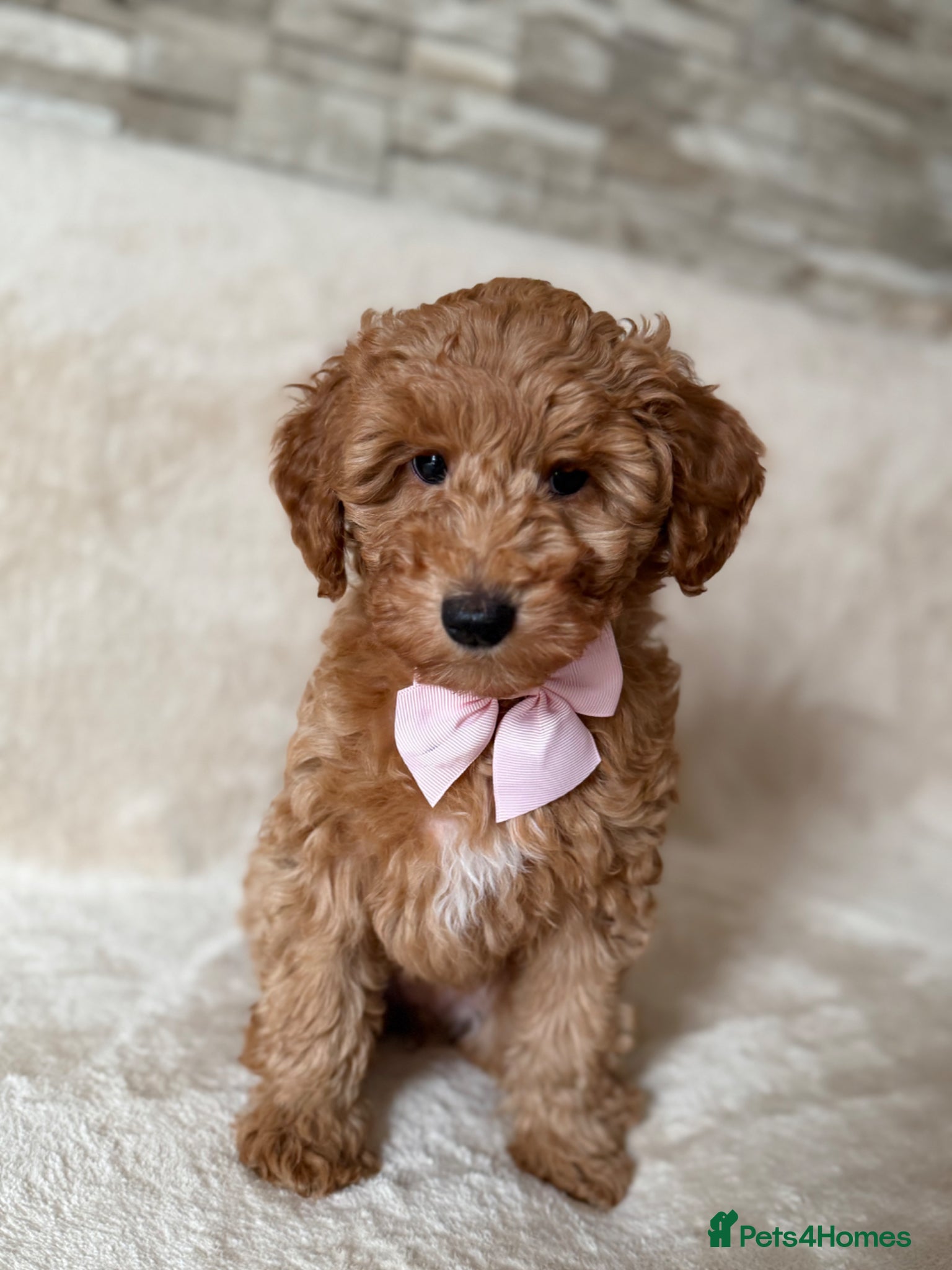 Australian Labradoodle dogs 🐶READY TO GO LAST 2 AVAILABLE🐶 - Advert 2