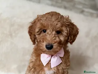 Australian Labradoodle dogs 🐶READY TO GO LAST 2 AVAILABLE🐶 - Advert 2