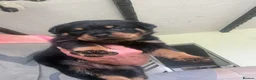 Rottweiler dogs for sale: Stunning litter of Rottweiler babies  - Advert 21