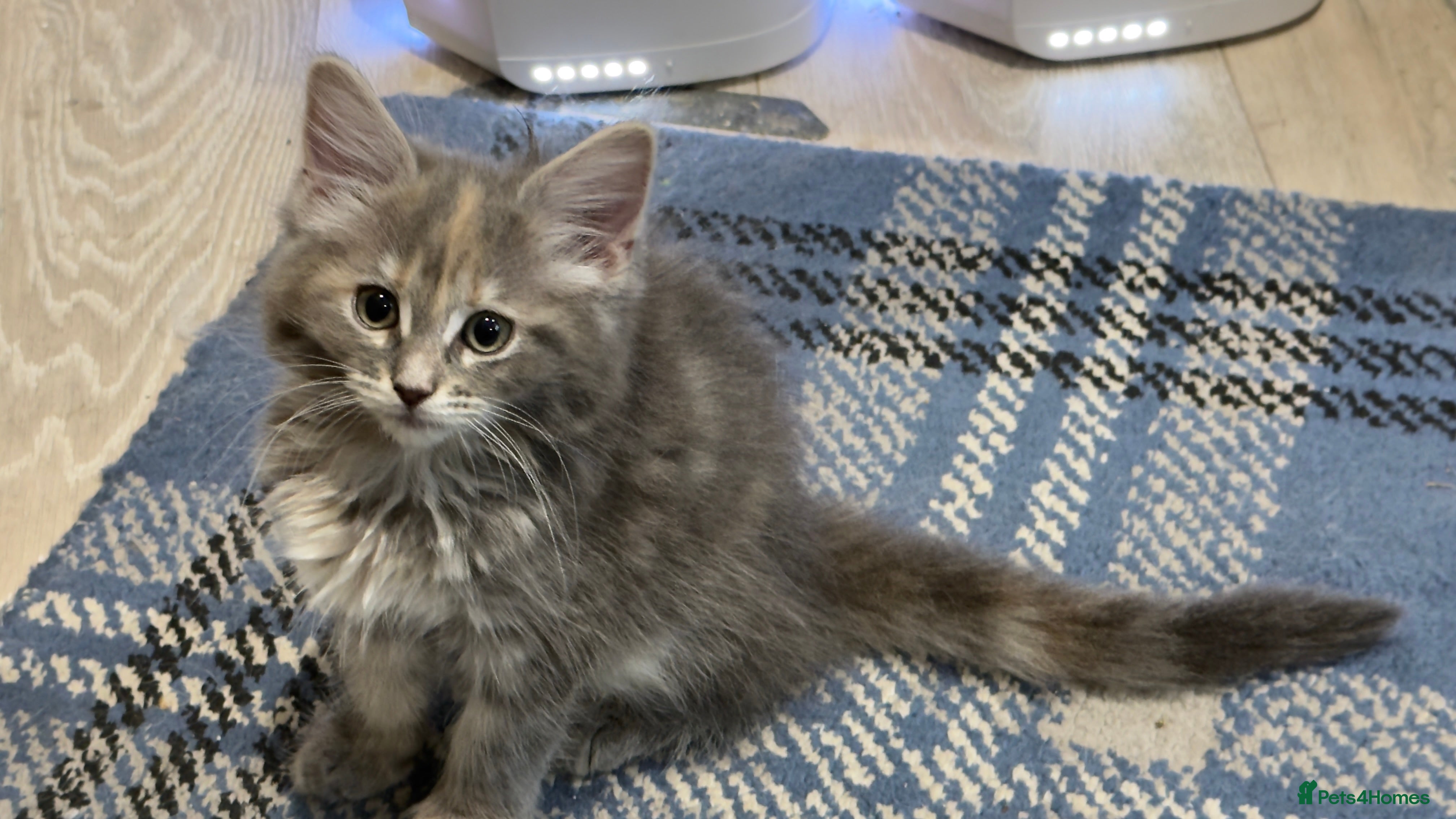 Maine Coon cats 6 Stunning Blue Maine Coon cross Ragdoll kittens - Advert 2