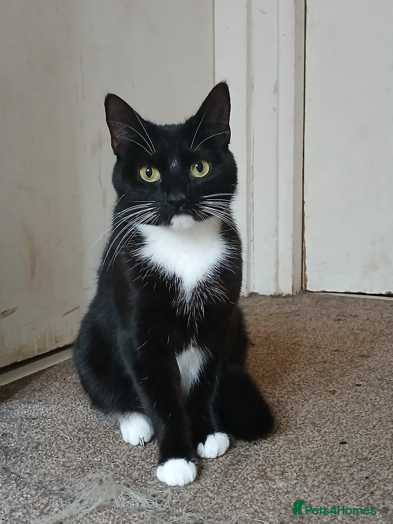Mixed Breed cats Three Beautiful Kitten's  - Advert 1