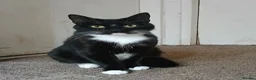 Mixed Breed cats for sale: Three Beautiful Kitten's  - Advert 1