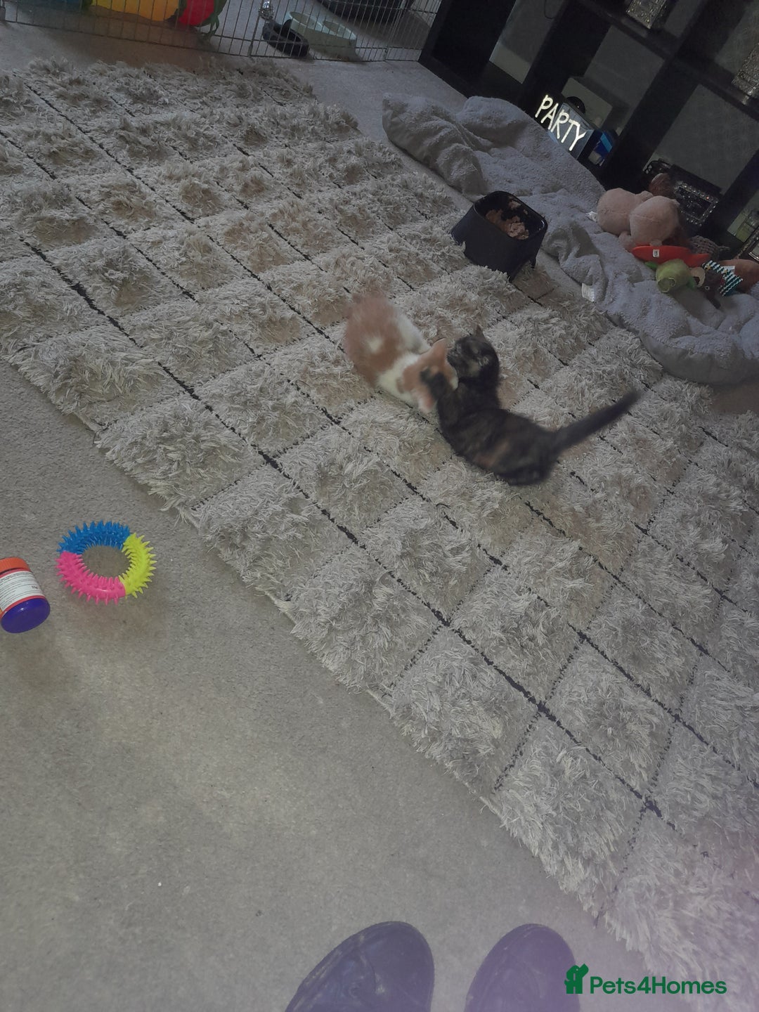 Mixed Breed cats for sale: Little fluff balls  - Advert 5