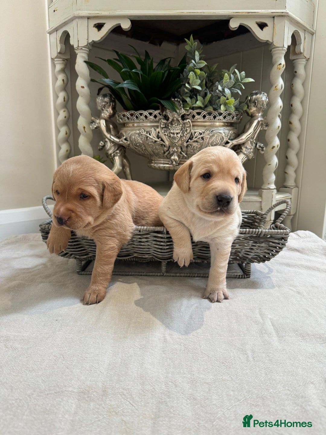 Labrador Retriever dogs for sale: SUPREME FULLY HEALTH CHECKED KC LABRADOR PUPPYS.  - Advert 5