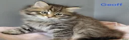 Siberian cats for sale: GCCF pedigree Siberian Tabby kittens - Advert 8