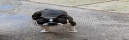 Boston Terrier dogs for stud: Boston Terriers for Stud  - Advert 7