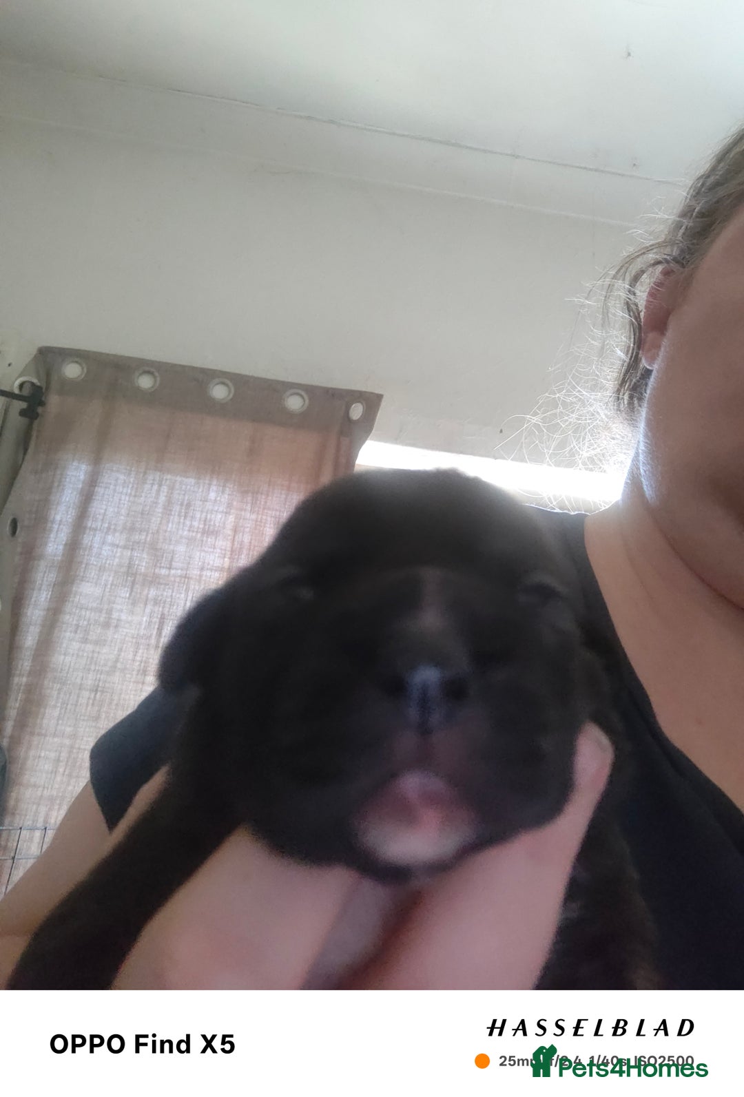 Staffordshire Bull Terrier dogs for sale: 1 female Staffordshire bull terrier puppy - Advert 2