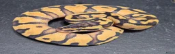 Python Snake reptiles for sale: UPDATED Various Ball Python Hatchlings - Advert 8