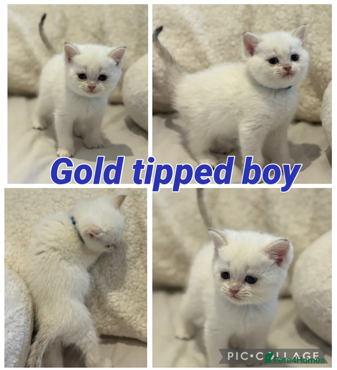 British Shorthair cats for sale: Gold and silver stunning kittens  - Advert 10