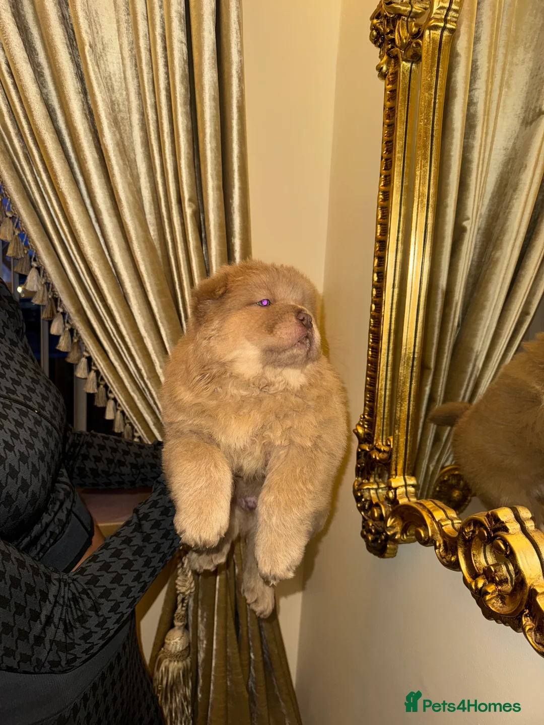 Chow Chow dogs for sale: 3 beautys left ⭐️  - Advert 37