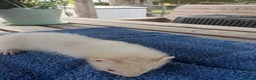 Ferret rodents for sale: Beautiful Ferret Kits for sale  - Advert 17