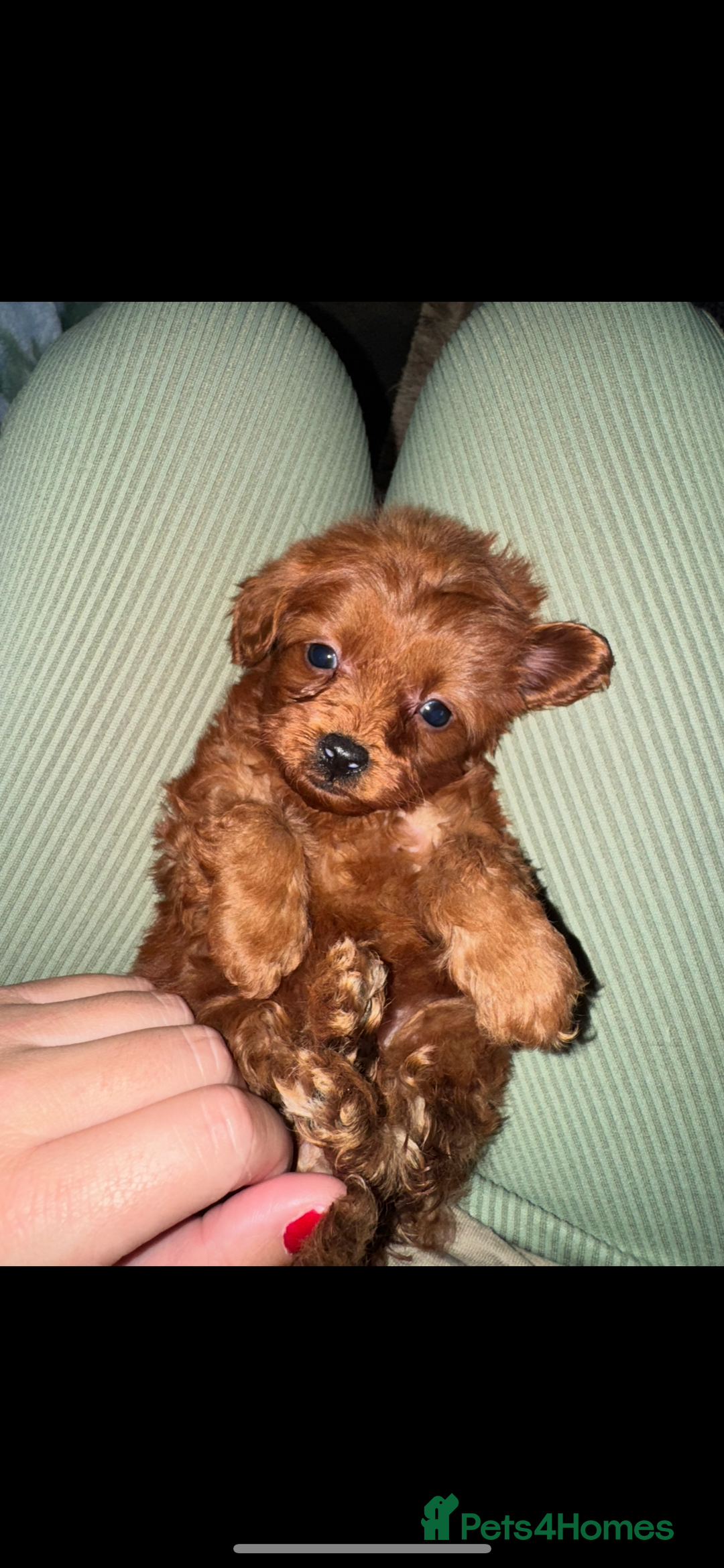 Cavapoo dogs for sale: PERFECT CAVAPOOS ❤️ - Advert 2