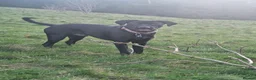 Mixed Breed dogs for sale: Lab/staffy cross in Leeds - Advert 4