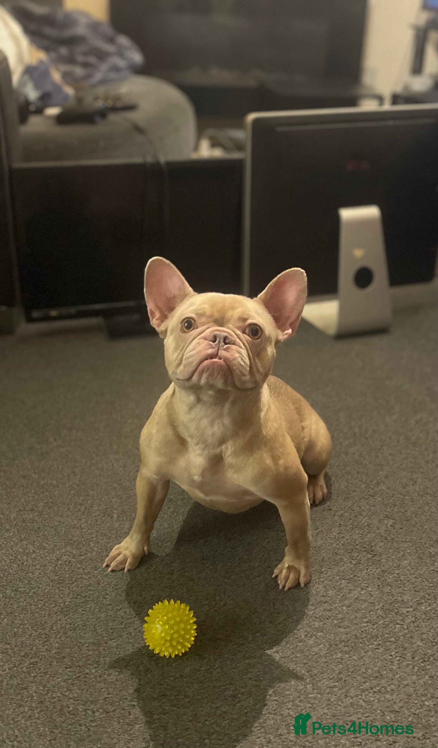 French Bulldog dogs Female Isabella French bulldog Kc registered  - Advert 1