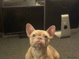 French Bulldog dogs Female Isabella French bulldog Kc registered - Advert 2