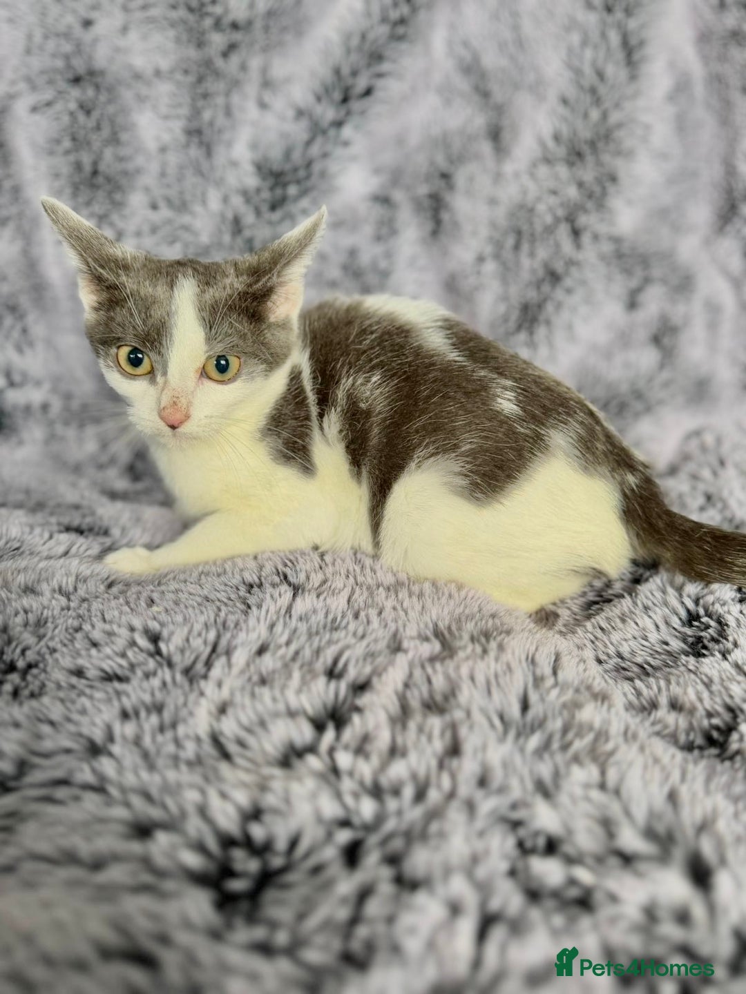 Mixed Breed cats for sale: Grey and white kittens  - Advert 2