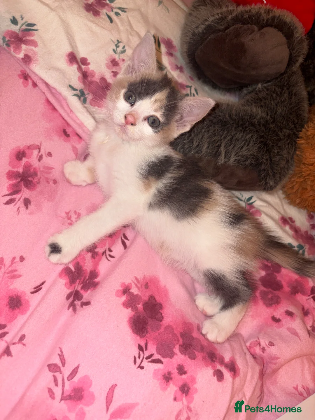 American Wirehair cats for sale:        Gorgeous Calico Kitten – Ready For Home in Harrow - Advert 1