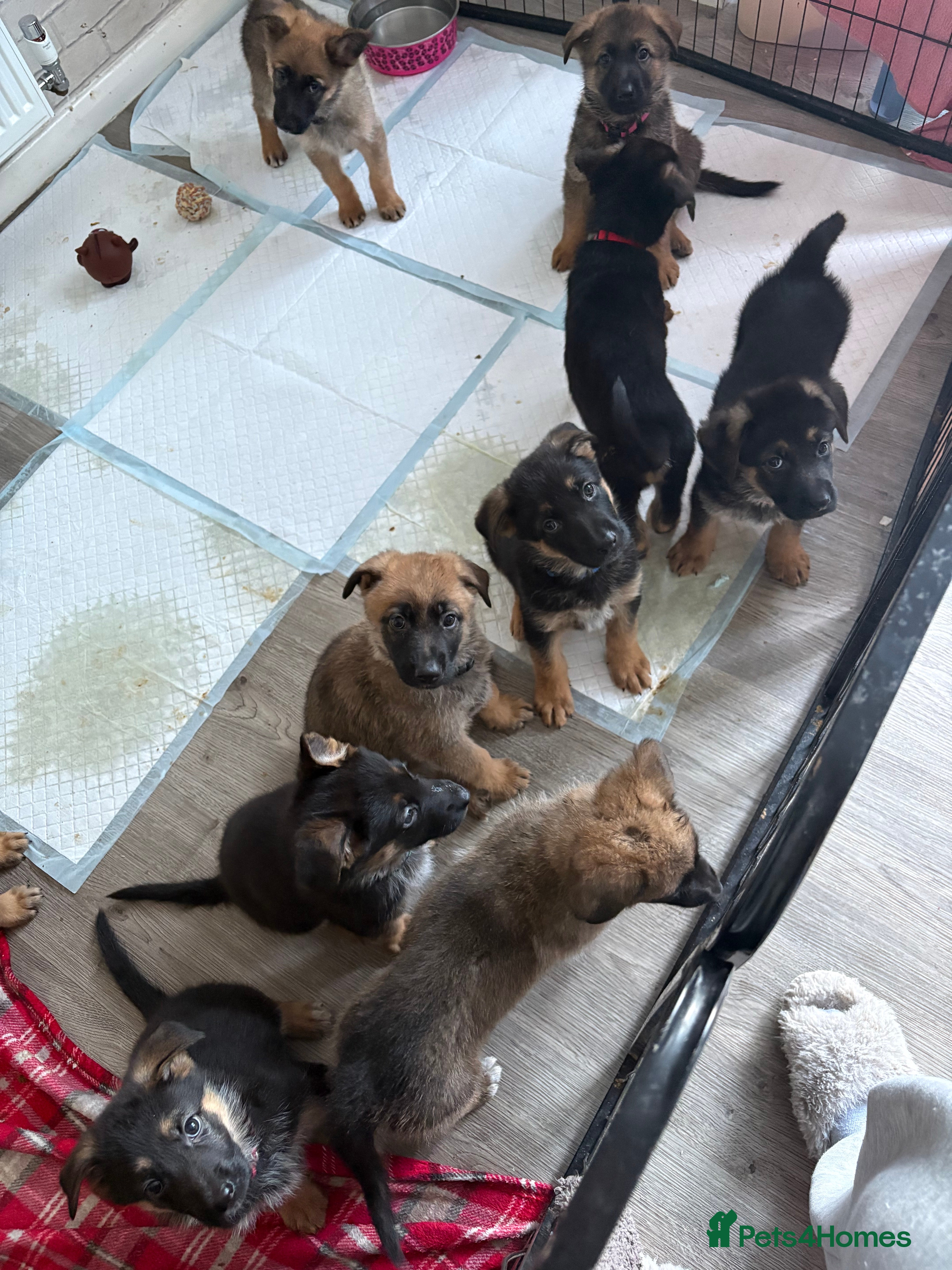 Mixed Breed dogs Belgian malinois x German Shepherd puppies  - Advert 7