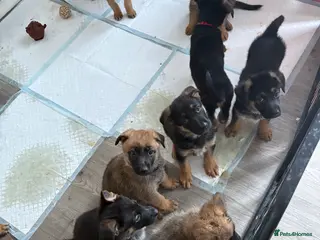 Mixed Breed dogs Belgian malinois x German Shepherd puppies - Advert 7