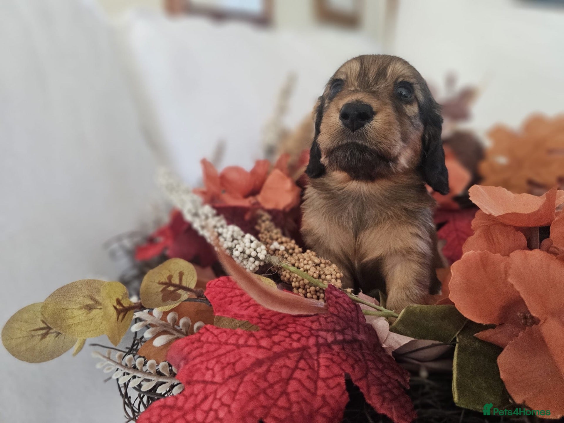 Miniature Dachshund dogs Stunning kaninchen shaded cream mini dachshunds - Advert 2