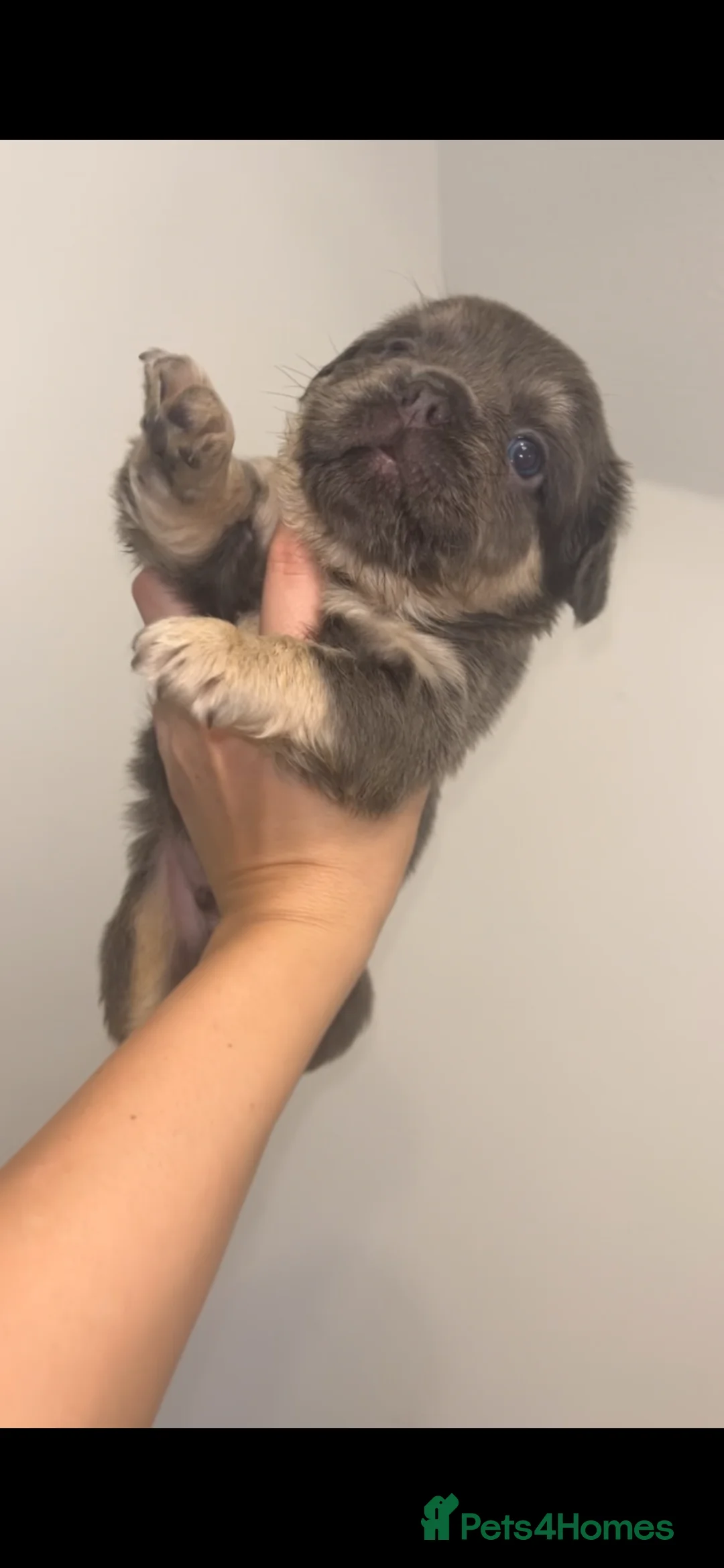 French Bulldog dogs for sale: French bulldogs  - Advert 2